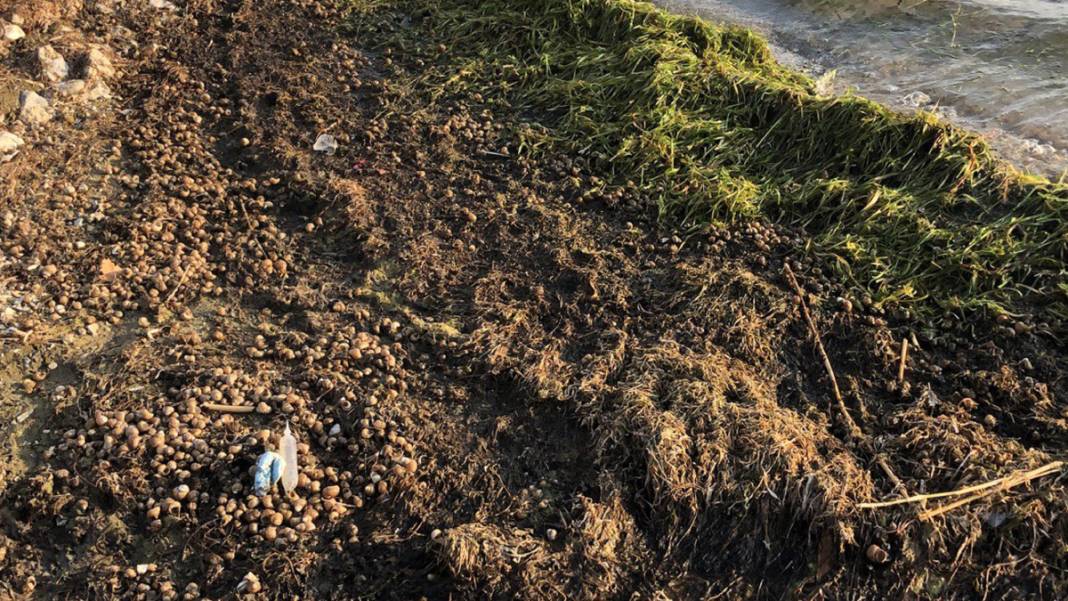 Eğirdir Gölü alarm veriyor: Derinlik 4 metrenin altına indi 5